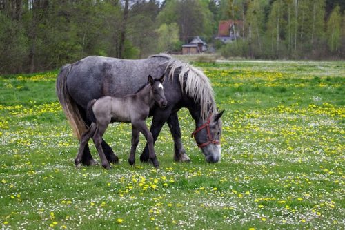 hoe lang is een paard zwanger