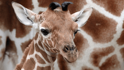 hoe lang is een giraf zwanger