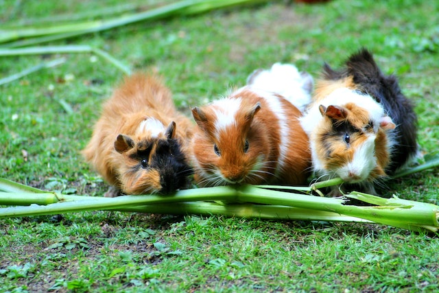 hoe lang is een cavia zwanger