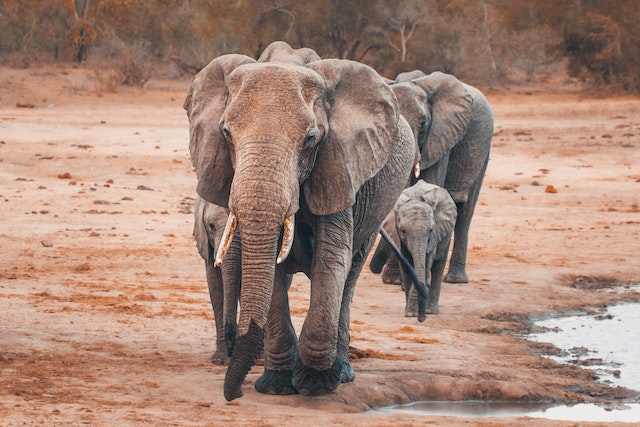 hoe lang is een olifant zwanger