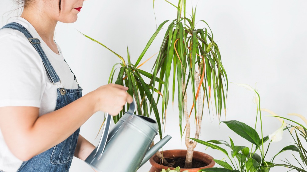 vrouw die planten water geeft